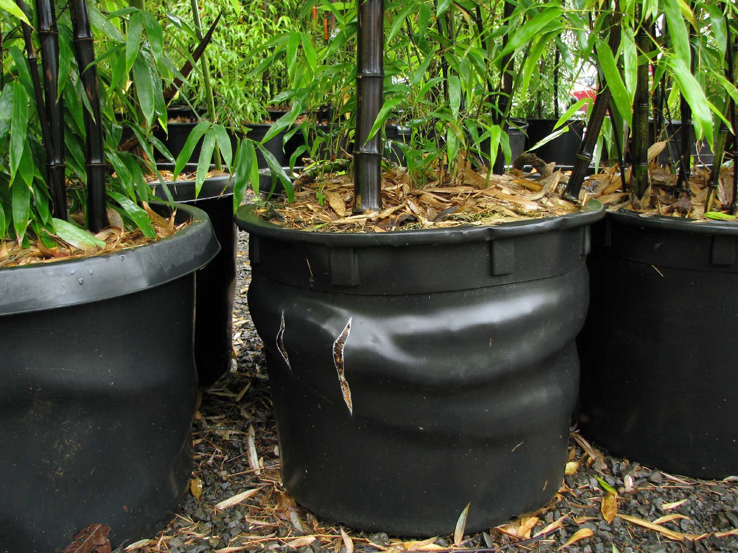 How to plant bamboo in pot