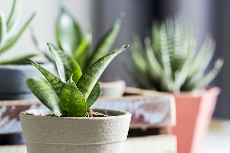 Sansevieria care: Take care of these plant step by step