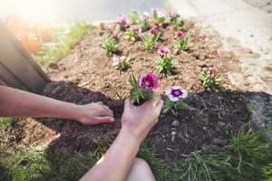 gardening tips for beginners