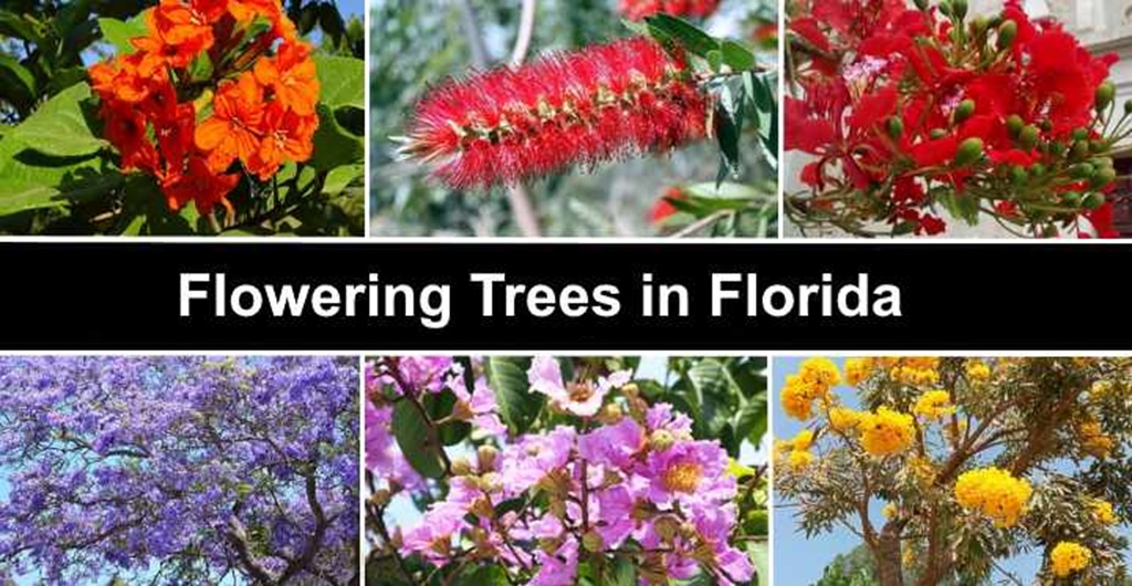 Tips for Flowering Trees in Florida