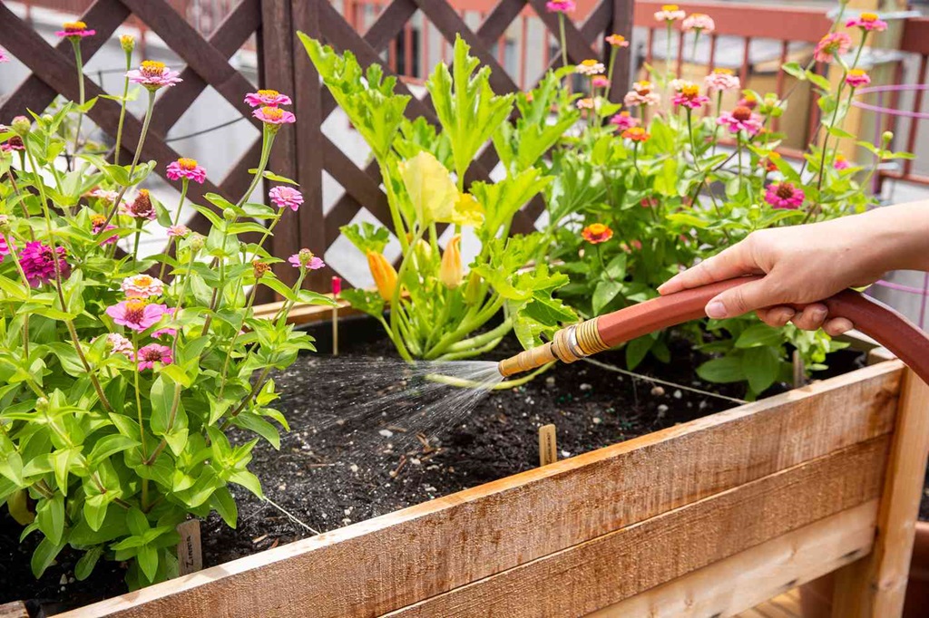 Caring for Your Established Roof Garden