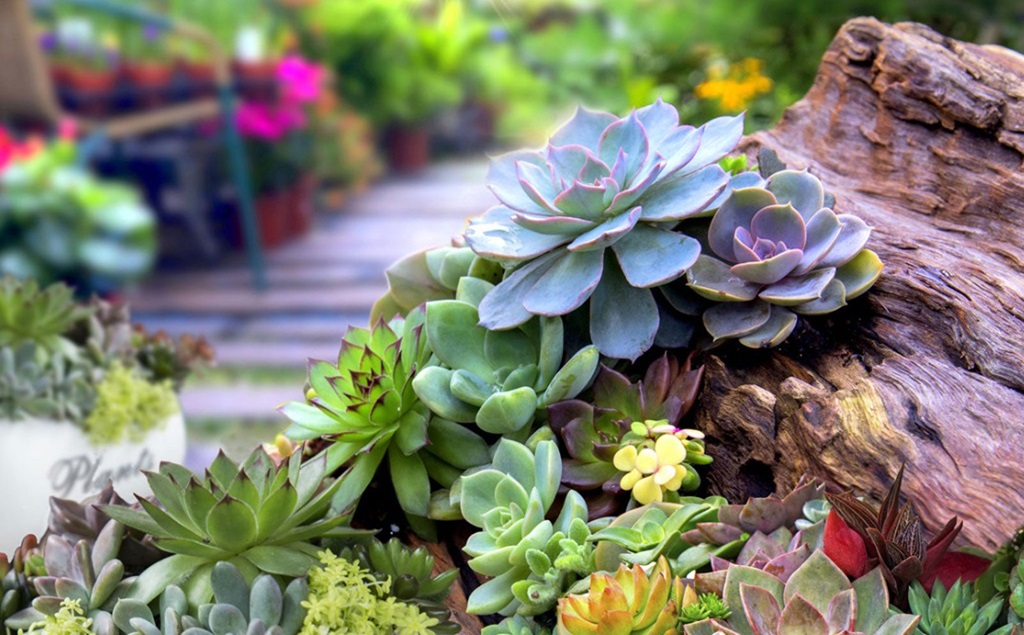 How to Plant Succulent