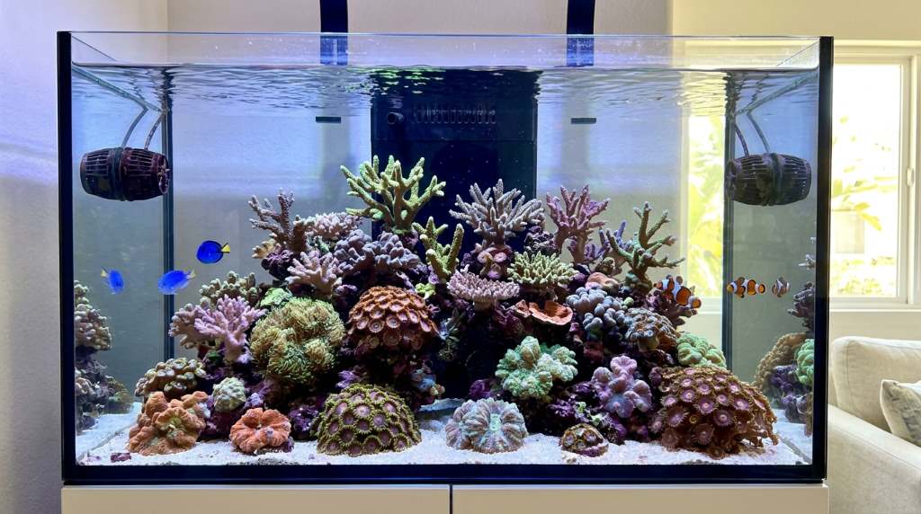 Closed coral polyps in a San Diego reef aquarium