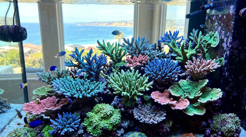 Testing salinity and water chemistry in a coral tank